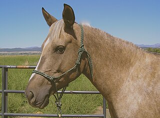 <span class="mw-page-title-main">Ethological halter</span> Working halter for horses, often of cord