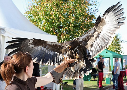 Greifvogelschau (The Eagle has landed)