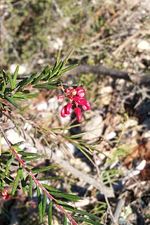 <i>Grevillea spinosa</i> Species of shrub in the family Proteaceae endemic to Western Australia