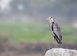 Grey Heron, Ameenpur Lake, India.jpg