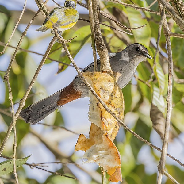 File:Grey catbird (Dumetella carolinensis) feeding on custard apple (Annona reticulata) Orange Walk.jpg