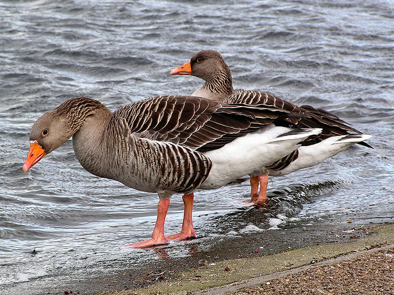 File:Greygoose.jpg