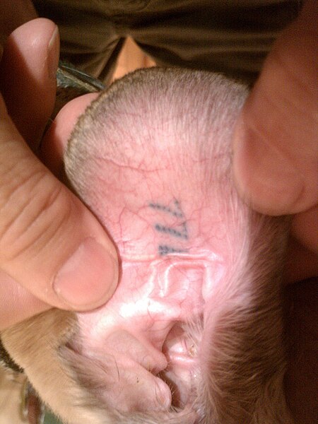 File:Greyhound right ear tattoo.jpg