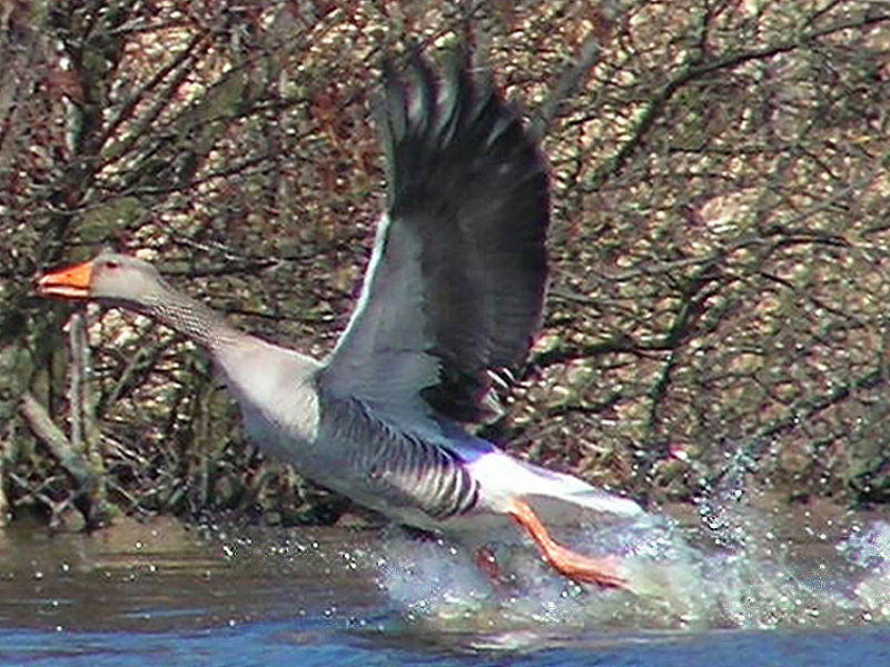File:Greylag goose flying.jpg