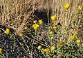 Grindelia squarrosa