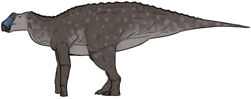 Gryposaurus notabilis