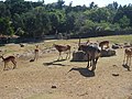 Guadalajara Zoo