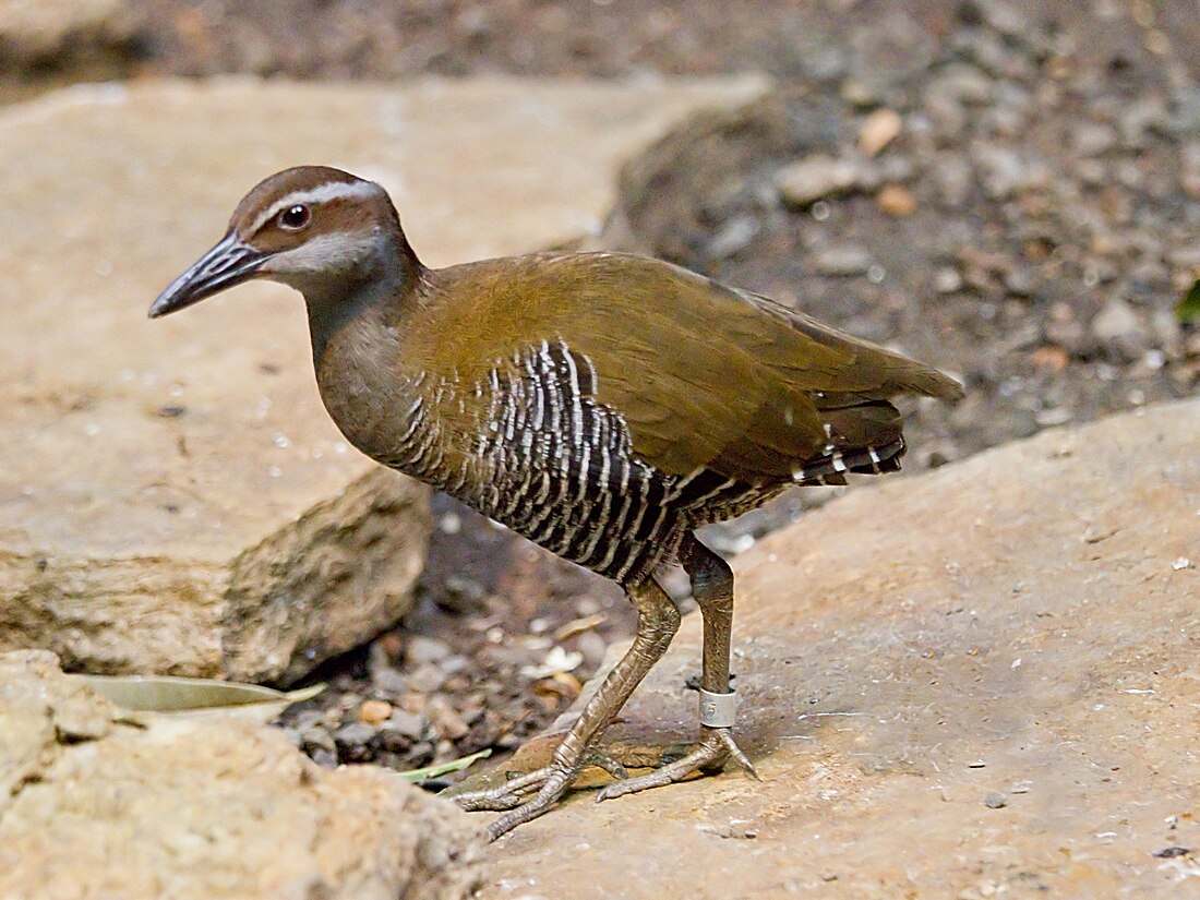 Guam rail