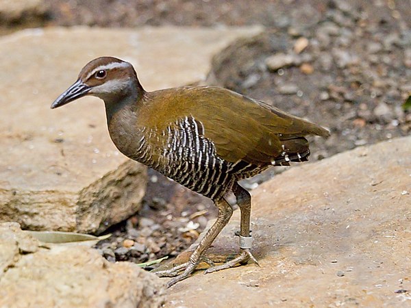The Guam rail is an example of an island species that has been badly affected by introduced species.