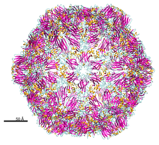 <i>Grapevine fanleaf virus</i> Species of virus