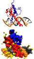 bHLH domain - DNA complex
