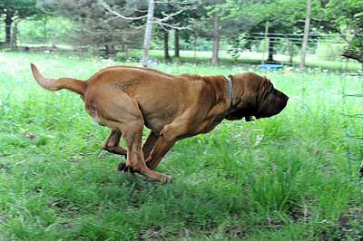 A modern Bloodhound running