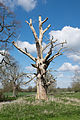 * Nomination Dead tree in Hanbury Hall Park --DeFacto 20:23, 24 April 2016 (UTC) * Promotion Well I think this has good enough quality for QI. --Peulle 11:16, 25 April 2016 (UTC)