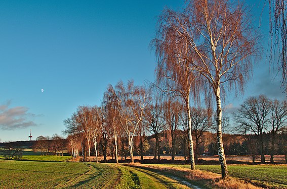 Alley with silver birches in Handorf, Germany.