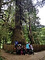 Fama Sitka-piceo (Picea sitchensis) en Vankuvera Insulo, Kanado