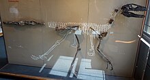 Deinonychus - Simple English Wikipedia, the free encyclopedia