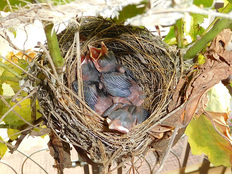 File:Hatchlings by Sudiksha.jpg