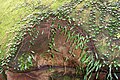 Hawkesbury Sandstone & Pyrrosia rupestris Chatswood West.jpg