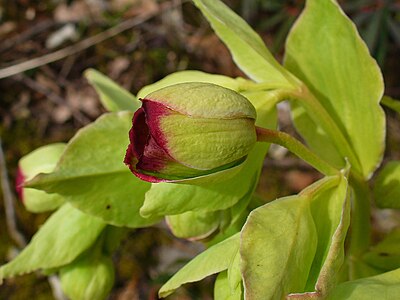 Helleborus foetidus Flower