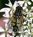 Helophilus trivittatus - Large Tiger Hoverfly - Flickr - S. Rae (4).jpg