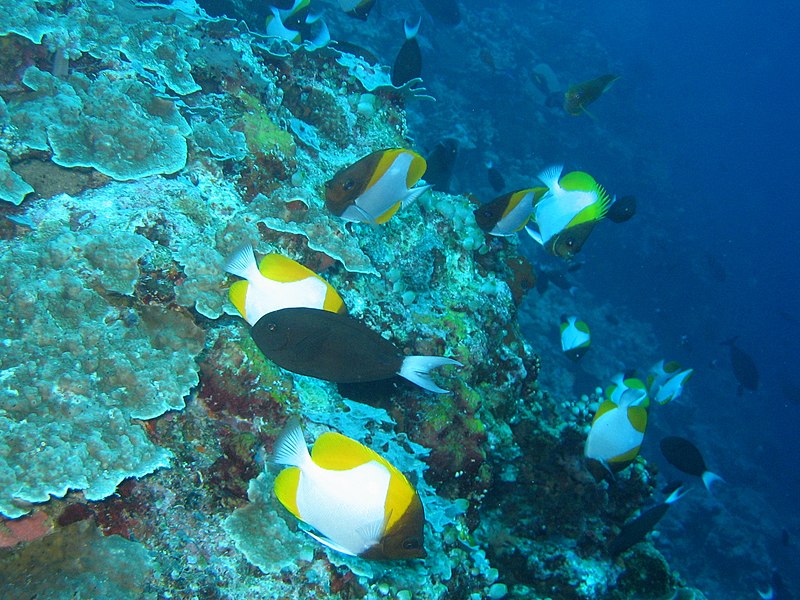 File:Hemitaurichthys polylepis, Apo reef.jpg