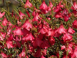 Hermannia stricta