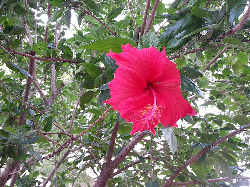 File:Hibiscus in garden.jpg