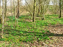 A view of the bluebell woodlands at Higgins Plantation Higgins Woods.JPG