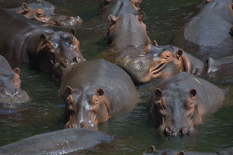 File:Hippo pod.jpg