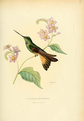 Calligenia dichroura = Coeligena violifer dichroura (cat)