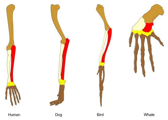 Comparative anatomy studies similarities and differences in organisms. The image shows homologous bones in the upper limb of various vertebrates.