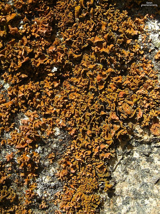 Hooded Sunburst Lichen (4775849181)