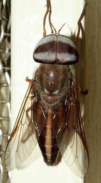 File:Horse-fly.jpg