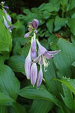 Thumbnail for Hosta sieboldii