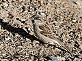 * Nomination House sparrow (m) (Passer domesticus), Karsha Gompa, Zanskar --Tagooty 00:11, 3 December 2022 (UTC) * Promotion  Support Good quality. --XRay 03:57, 3 December 2022 (UTC)