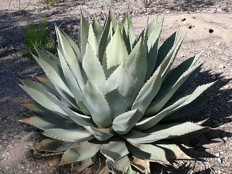 File:Huachuca agave.JPG