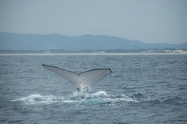 A humpback whale heading north for the winter, off the coast of South Stradbroke