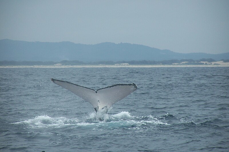 File:Humpback whale fluke (4).jpg