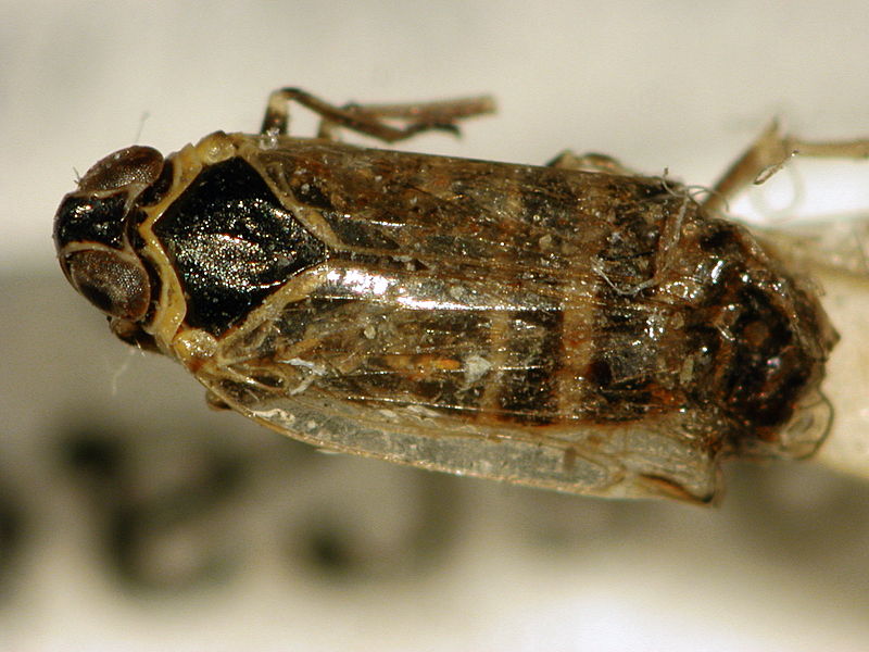 File:Hyalesthes obsoletus1.jpg