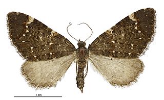 <i>Hydriomena arida</i> Species of moth endemic to New Zealand