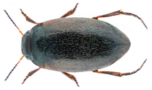 Hydroporus fuscipennis Schaum, 1868.png