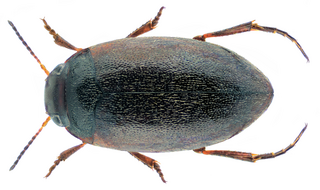 <i>Hydroporus fuscipennis</i> Species of beetle