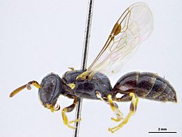 Hylaeus sculptus