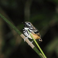 Hylophylax punctulatus - Dot-backed Antbird (male).JPG