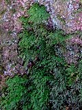 Thumbnail for Hymenophyllum howense