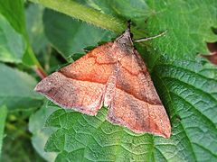 Hypena proboscidalis (Noctuidae sp.), Эльст (Греция), Нидерланды. Jpg