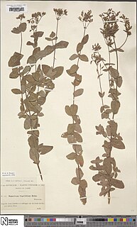 <i>Hypericum caprifolium</i>