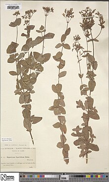 Hypericum caprifolium (NHS).jpg