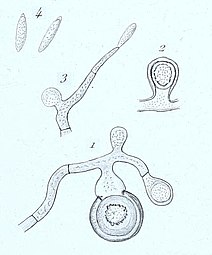Tworzenie się chlamydospor u Hypomyces leotiarum