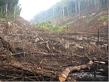 Disturbed vegetation due to milpa farming. Cayo District, Belize. [Macrae 2008]. IDH example1.jpg